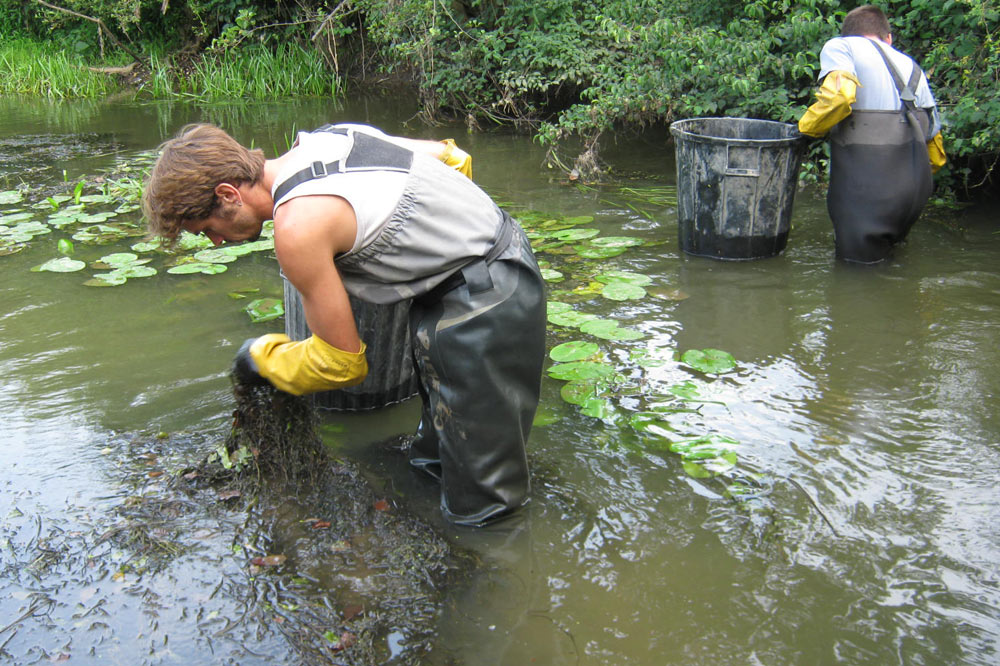 Arrache manuel de plantes aquatiques envahissantes