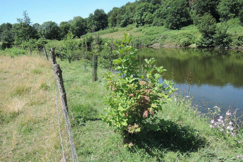 Plantation de boisement de berge local après quelques années