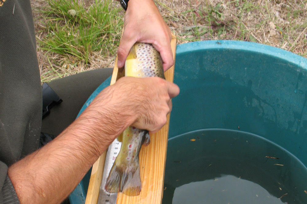 Biométrie des captures de pêches scientifiques