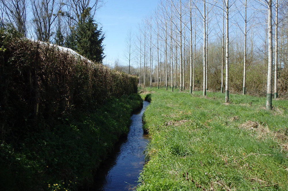 surentretien de la végétation des berges