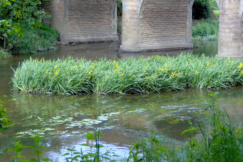 Le Thouet à Thouars